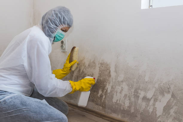 Best Mold Odor Removal Services  in Muscle Shos, AL