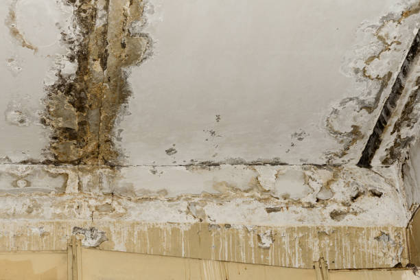 Best Mold Documentation for Insurance Claims  in Muscle Shos, AL