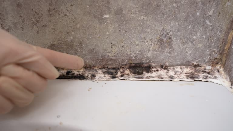 Trusted Muscle Shoals, AL Mold Removal Experts